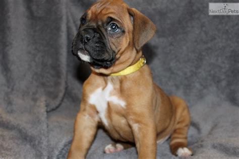 boxer puppies for sale in maine|boxer breeders portland maine.